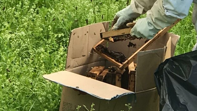 Vorsichtig wurden die Kartons mit Bienen geleert (Bild: BAV Eferding)