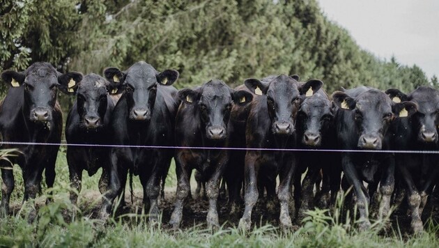 Maximal 150 Tiere sind auf den Weiden unterwegs. Die Rinder werden im Alter von etwa drei Jahren geschlachtet. Sie sind wegen ihres zarten Fleisches bekannt. (Bild: Servus TV/Christopher Kelemen)
