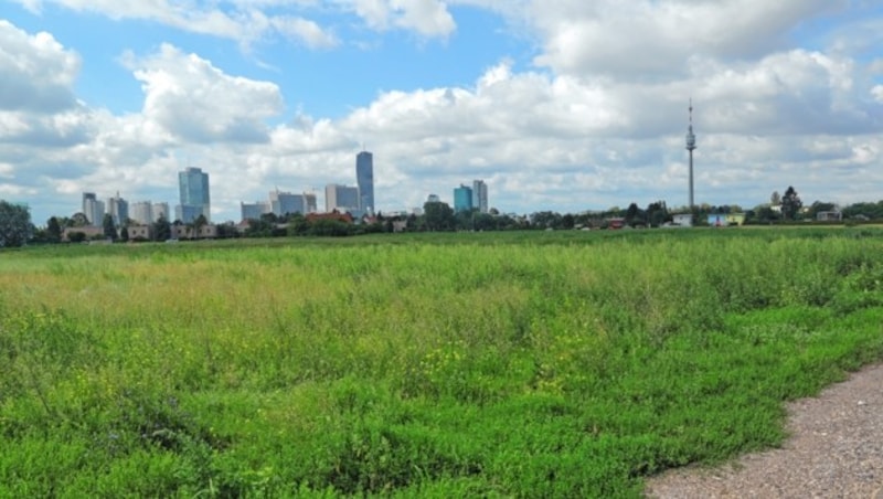 Auf dem Naturjuwel Donaufeld entstehen 1500 neue Wohnungen. (Bild: Tomschi Peter)