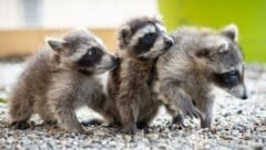 Die kleinen Waschbären „Coco“, „Louis“ und „Valentino“ sind jetzt in Wolfsgraben daheim. (Bild: Tierpark Wolfsgrabe/Clemens Wodak)