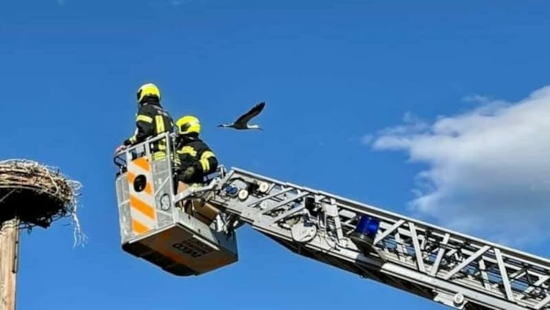 Einsatz in luftigen Höhen: der Storch wurde wieder in sein Nest gesetzt. (Bild: Feuerwehr Rechnitz)