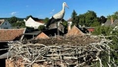 Der Storch wurde wieder in sein Nest gesetzt. (Bild: Feuerwehr Rechnitz)