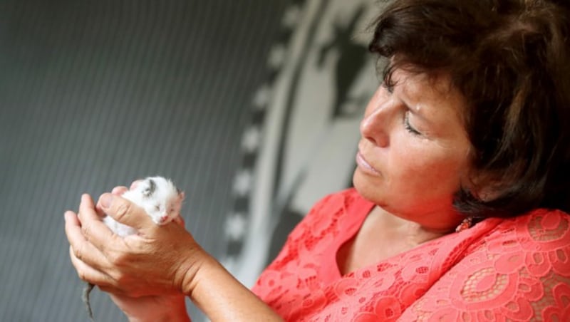 Auch SP-Tierschutzlandesrätin Birgit Gerstorfer ist ein Katzen-Fan. Sie selbst hat keine Mieze, aber ihre Schwiegereltern. (Bild: Land OÖ/Stinglmayr)