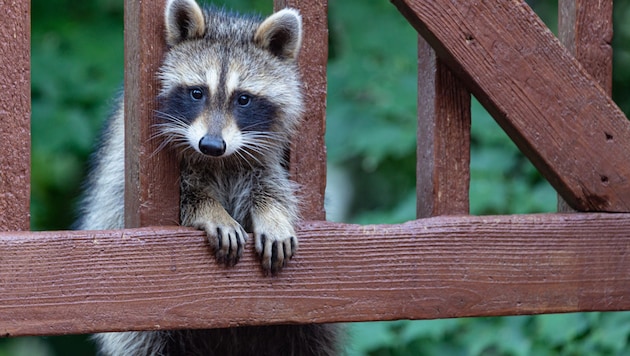 A burglar in the German state of Rhineland-Palatinate turned out to be a cheeky raccoon. (Bild: ©anne wright dobbelsteyn/EyeEm - stock.adobe.com)