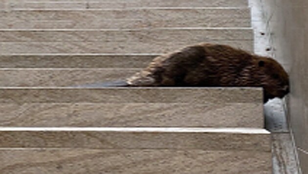 Am Stiegenaufgang zum Bahnsteig 1 hatte es sich der junge Biber gemütlich gemacht. (Bild: Polizei Vorarlberg)