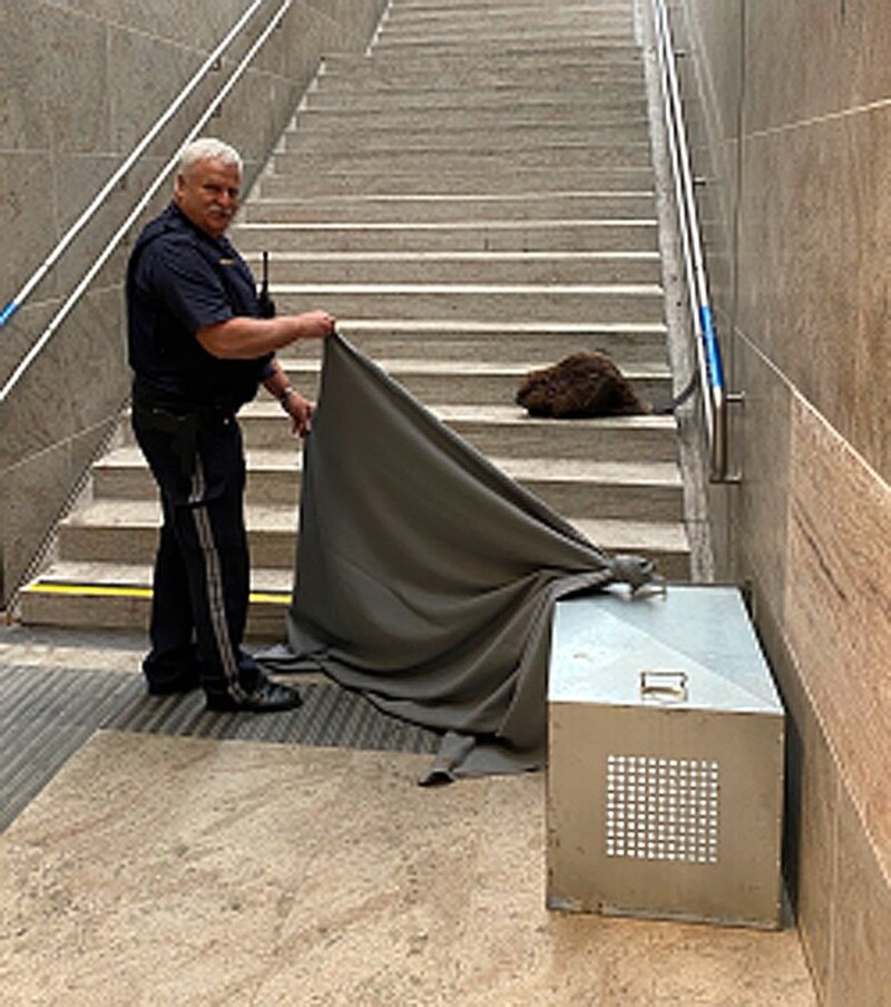 Der Biber konnte in eine Transportbox geleitet werden. (Bild: Polizei Vorarlberg)