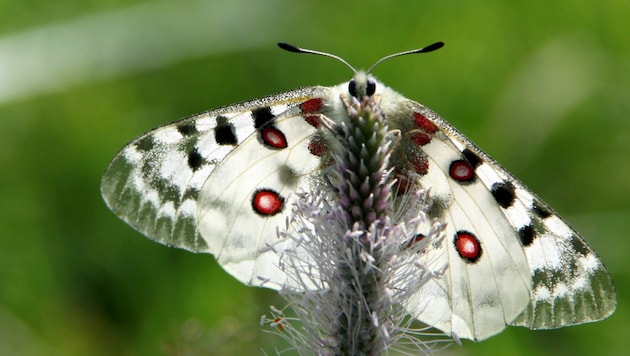 Ein wahrlicher besonderer Falter. (Bild: Rubina Bergauer)