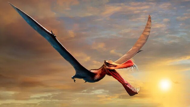 Künstlerische Illustration: So etwa könnte der Flugsaurier namens Thapunngaka shawi ausgesehen haben. (Bild: University of Queensland)