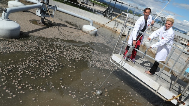 Chemiker Köstenbaumer und Wassermann bei der Probenahme in der Kläranlage Klagenfurt (Bild: Rojsek-Wiedergut Uta)