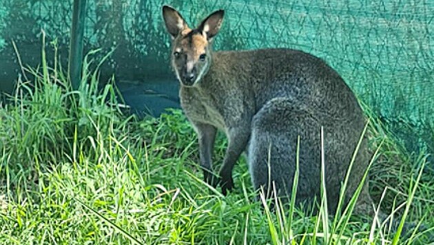 Dieses Wallaby, ein Tier einer kleinen Känguru-Unterfamilie, ist im Weinviertel ausgebüxt. (Bild: facebook.com/Christine Payer)