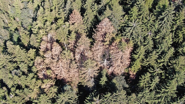 Mit Drohnen können Fotos von befallenen Bäumen gemacht werden. Danach wird entschieden, ob und wie man eingreift. (Bild: Waldgenossenschaft Iseltal/Rindl)