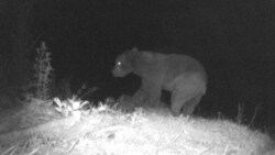 Dieser Bär tappte im Gailtal in eine Wildkamera. Neben Bären wurden heuer fünf Wölfe (davon zwei Weibchen) nachgewiesen. (Bild: Wallner Hannes)