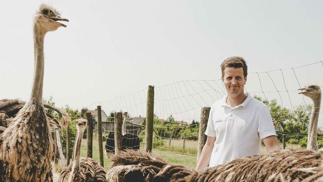 Florian Wimmer mit seinen Straußen. Derzeit leben 23 Tiere auf seiner Farm in Oggau. (Bild: Florian Wimmer)