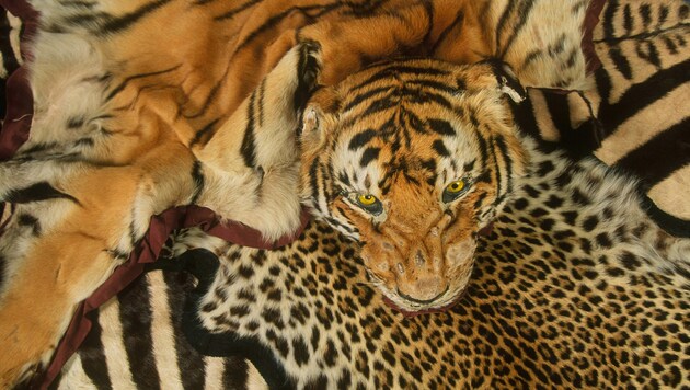 Beschlagnahmte Tierfelle (Bild: Edward Parker/WWF)