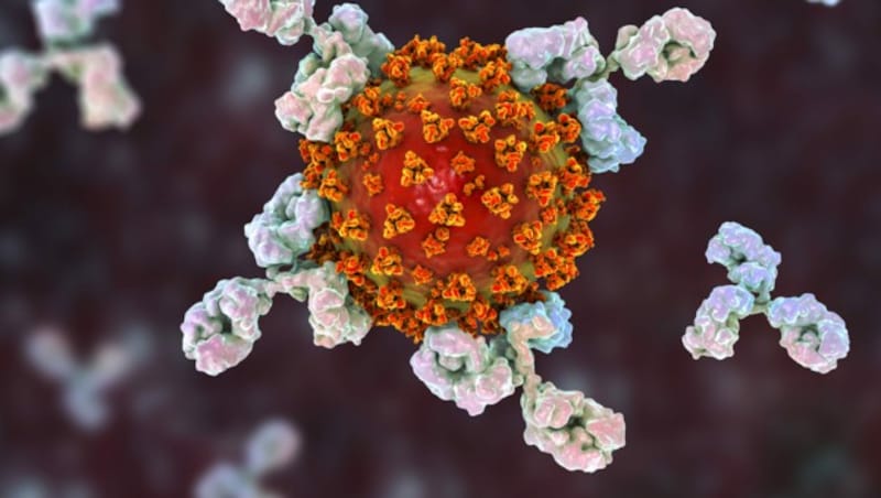 Anhand des Spike-Proteins können Antikörper das Virus erkennen, daran anbinden und es so für die Immunzellen sichtbar machen. (Bild: ©Kateryna_Kon - stock.adobe.com)