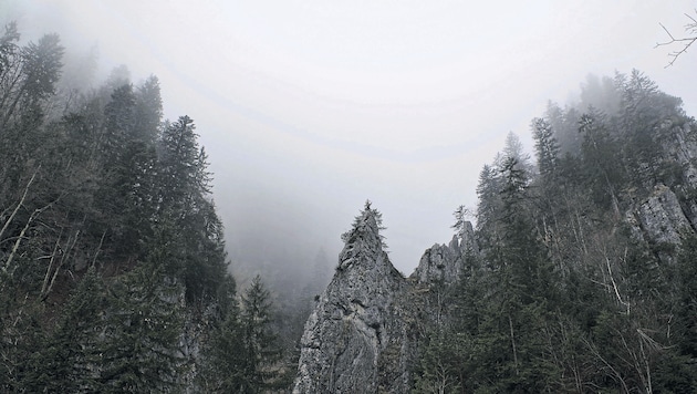 Der Luchs scheint sich in Vorarlbergs Wäldern überaus wohl zu fühlen. (Bild: Bergauer Rubina)