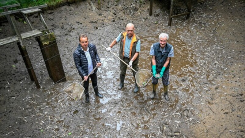 Wolfgang Mayr (57), Wilhelm Leitner (58) und Gerhard Voglhofer (51, Pregarten) müssen die Teiche nun von den Tausenden Fischkadavern reinigen. (Bild: Alexander Schwarzl)