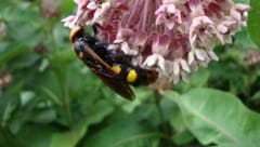 Eine Rotstirnige Dolchwespe auf einer Gewöhnlichen Seidenpflanze, fotografiert in Hohenau an der March (Bild: NHM/Günter Gaß)