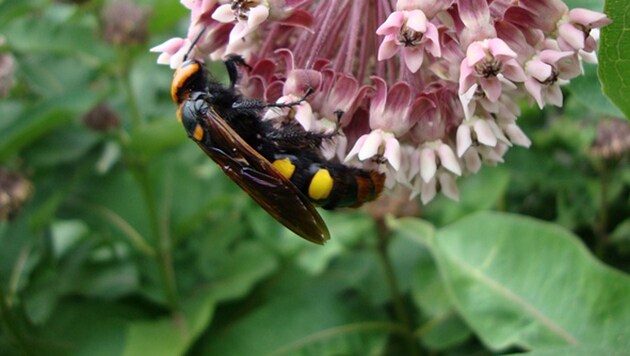 Eine Rotstirnige Dolchwespe auf einer Gewöhnlichen Seidenpflanze, fotografiert in Hohenau an der March (Bild: NHM/Günter Gaß)