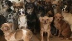 107 völlig verschreckte Chihuahuas lebten in dem Haus im Waldviertel. (Bild: zVg)
