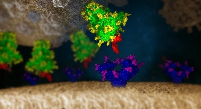 Ein Lektin (in rot) hindert das Spike-Protein (gelb-grün) daran, an den Rezeptor in der menschlichen Lungenzelle (blau-lila) zu binden. (Bild: IMP)