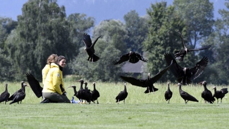 Die Jungvögel mit ihren Ziehmüttern Helena Wehner und Katharina Huchler (Bild: Andreas Fischer)