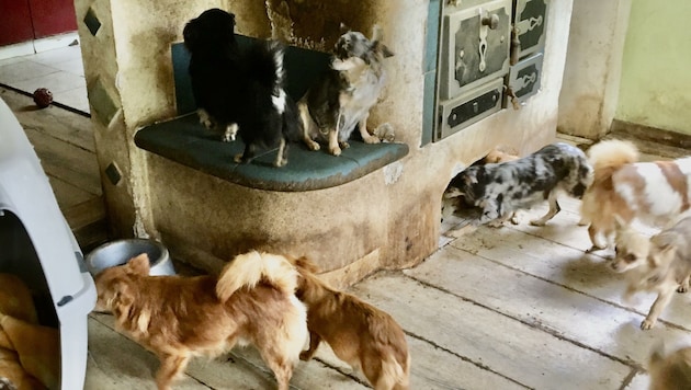 107 teils trächtige Chihuahuas lebten ohne Freigang im Haus. (Bild: zVg)