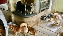 107 teils trächtige Chihuahuas lebten ohne Freigang im Haus. (Bild: zVg)