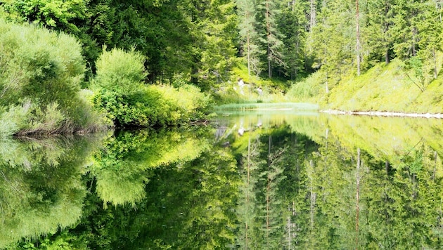 In der „Schwarzwalster“ beim Hubertussee in den Türnitzer Alpen gibt es noch Waldidylle pur. (Bild: Gabriele Moser)