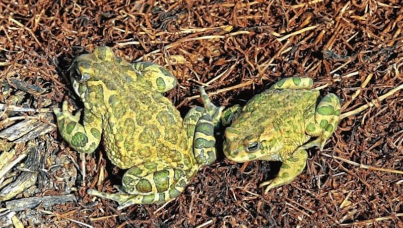 Die Wechselkröte ist eine streng geschützte Tierart. (Bild: Freies Donaufeld)