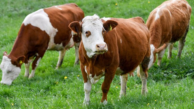 Die Kühe können jederzeit auf die angeschlossene Weide (Bild: Dostal Harald)