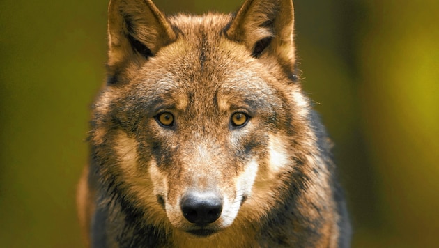 Der Wolf sorgte diesen Sommer für viele Schlagzeilen. (Bild: (C) 2012 Ralph Frank, all rights reserved)