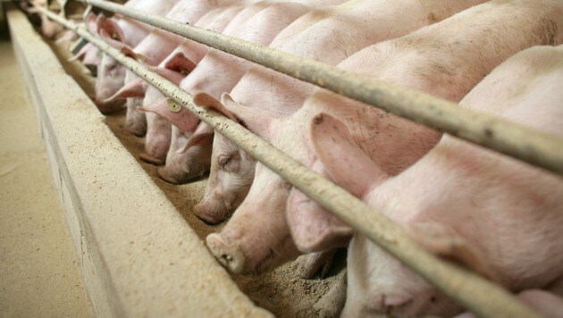 Laut Gesetzesentwurf sollen Schweine künftig zumindest etwas mehr Platz im Stall bekommen. (Symbolbild) (Bild: dpa-Zentralbild/Patrick Pleul)