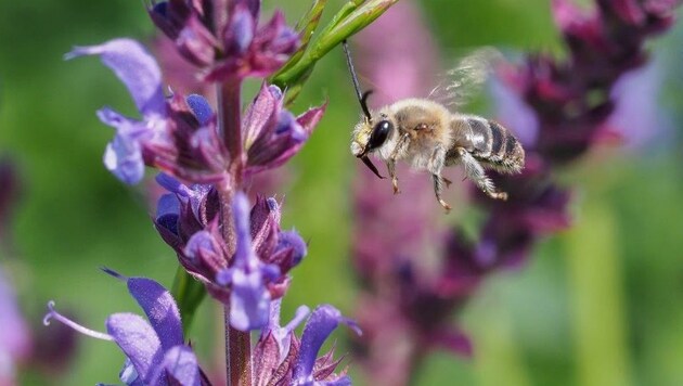 Bienen sind wichtig für die Bestäubung. (Bild: Honorar)