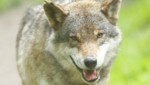 Auf drei Gailtaler Almen ist der Wolf bis 30. September zum Abschuss freigegeben. (Bild: Gerhard Schiel)