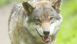 Auf drei Gailtaler Almen ist der Wolf bis 30. September zum Abschuss freigegeben. (Bild: Gerhard Schiel)