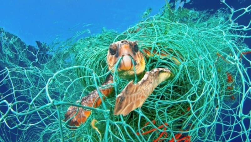 Immer mehr Tiere verheddern sich in Netzen im Meer - wie etwa diese Schuldkröte. (Bild: naturepl.com / Jordi Chias / WWF)