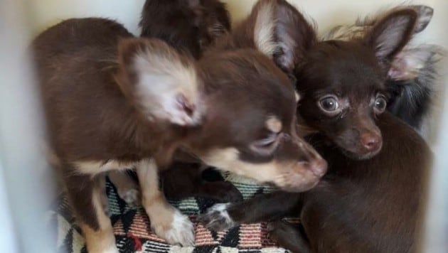 Beschlagnahmte Chihuahuas haben jetzt Junge bekommen. (Bild: zVg)