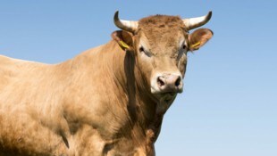 Alrededor de 500 toros reproductores se mantienen en los pastos del Tirol.  (imagen de icono) (Imagen: stock.adobe.com)
