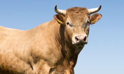 Der Mann wurde von einem Stier attackiert und getötet (Symbolbild).