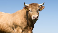 Der Mann wurde von einem Stier attackiert und getötet (Symbolbild). (Bild: stock.adobe.com)