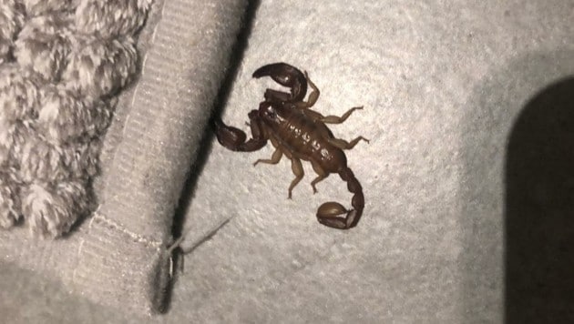 Dieser kleine Triestiner Skorpion sorgte für große Aufregung. (Bild: zVg)