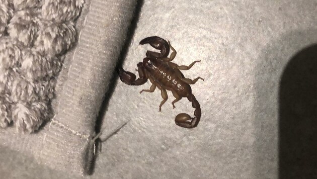 Dieser kleine Triestiner Skorpion sorgte für große Aufregung. (Bild: zVg)