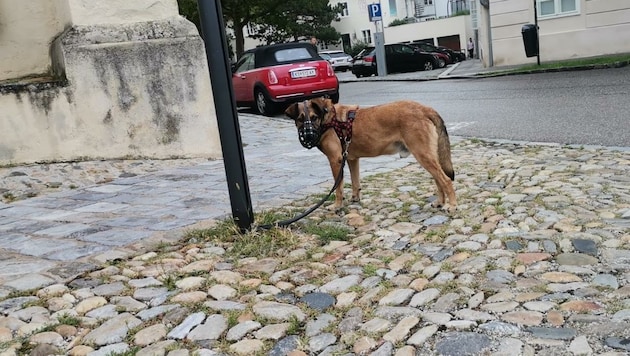 „Roni“ wurde von der Besitzerin mitten in Krems ausgesetzt. (Bild: zVg)