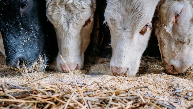 Cows in a barn (Bild: APA/dpa/Fabian Sommer)