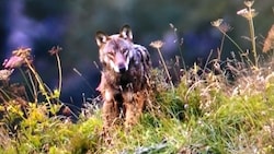 Majestätisch blickt der Wolf in die Kamera des Jägers. (Bild: Stefan Hofer)