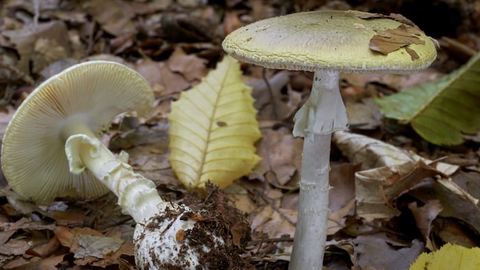 Der Grüne Knollenblätterpilz ist hochgiftig, wird aber leider häufig mit Champignons ...