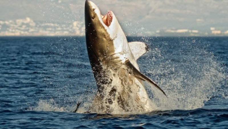 In Australien ist ein Mann nach einem Hai-Angriff seinen schweren Verletzungen erlegen. (Bild: ©Uryadnikov Sergey - stock.adobe.com)