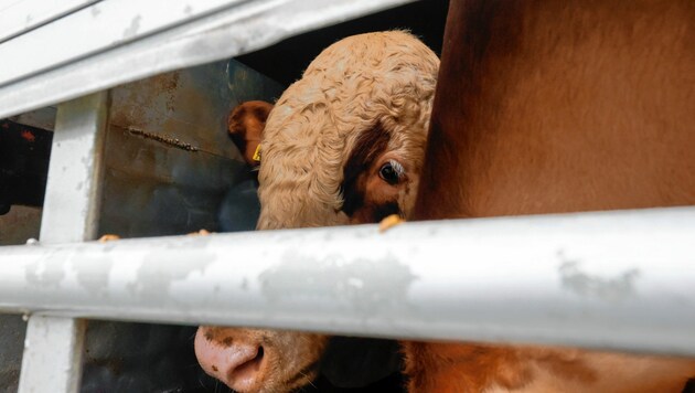 Verängstigt, gestresst, schlecht versorgt: Immer wieder kommt es zu Skandalen bei Tiertransporten. Auch in der Steiermark. (Bild: Markus Tschepp)