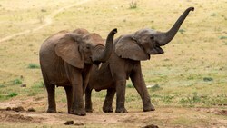 Elefanten können nicht nur tröten, sondern äußern sich auf verschiedenste Weisen. (Bild: stock.adobe.com)